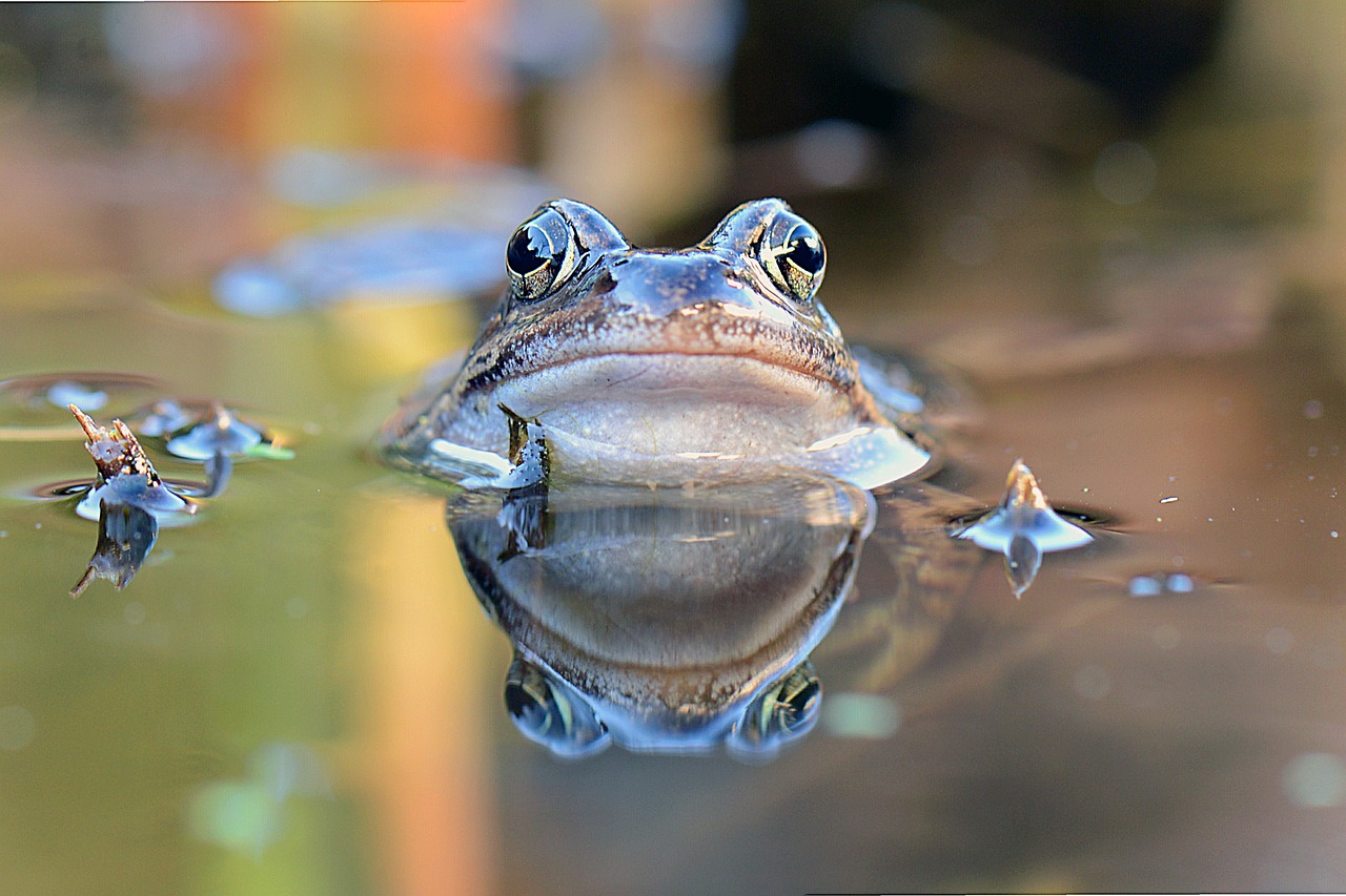 La Grenouille Rousse